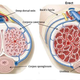 Illustration for article titled Keeping It Up: The Science of Erections